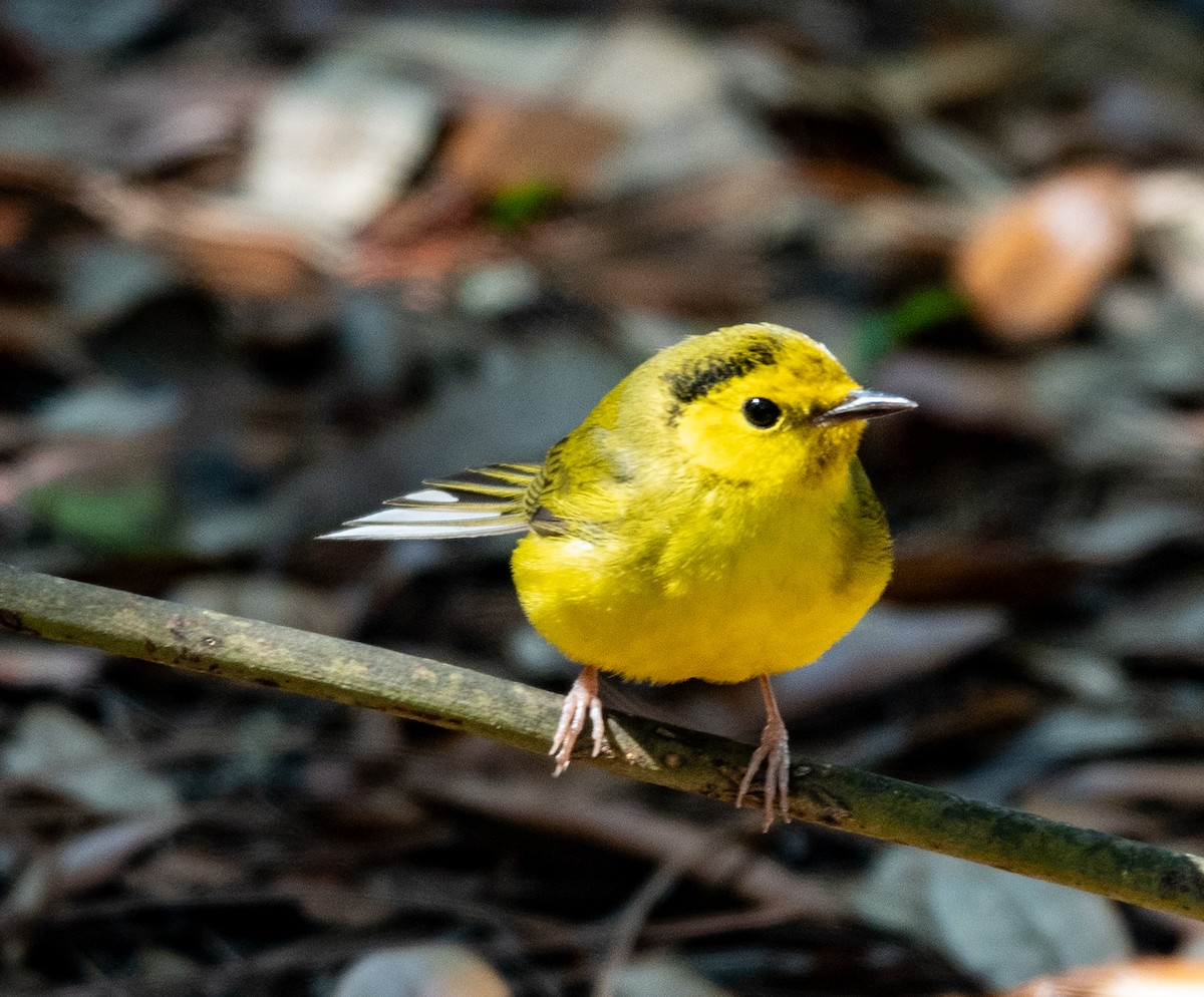 Northern Yellow Warbler - ML633470881