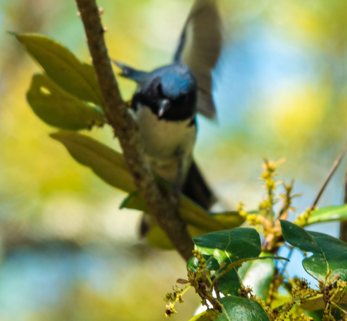 Black-throated Blue Warbler - ML633470886