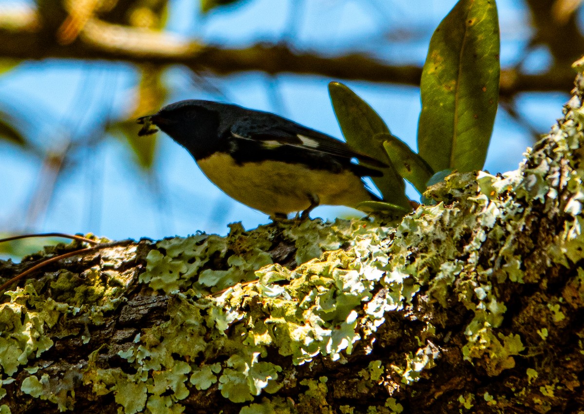 Black-throated Blue Warbler - ML633470887