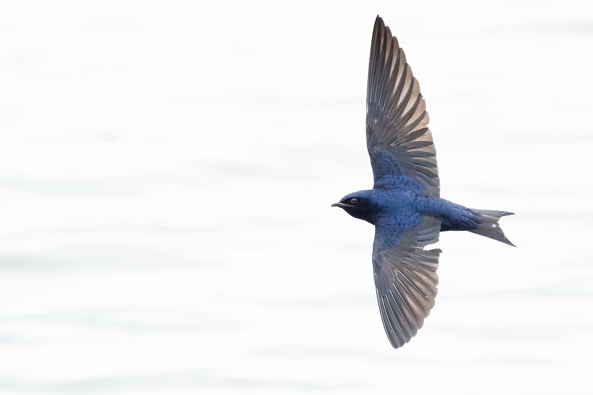Purple Martin - ML633470895