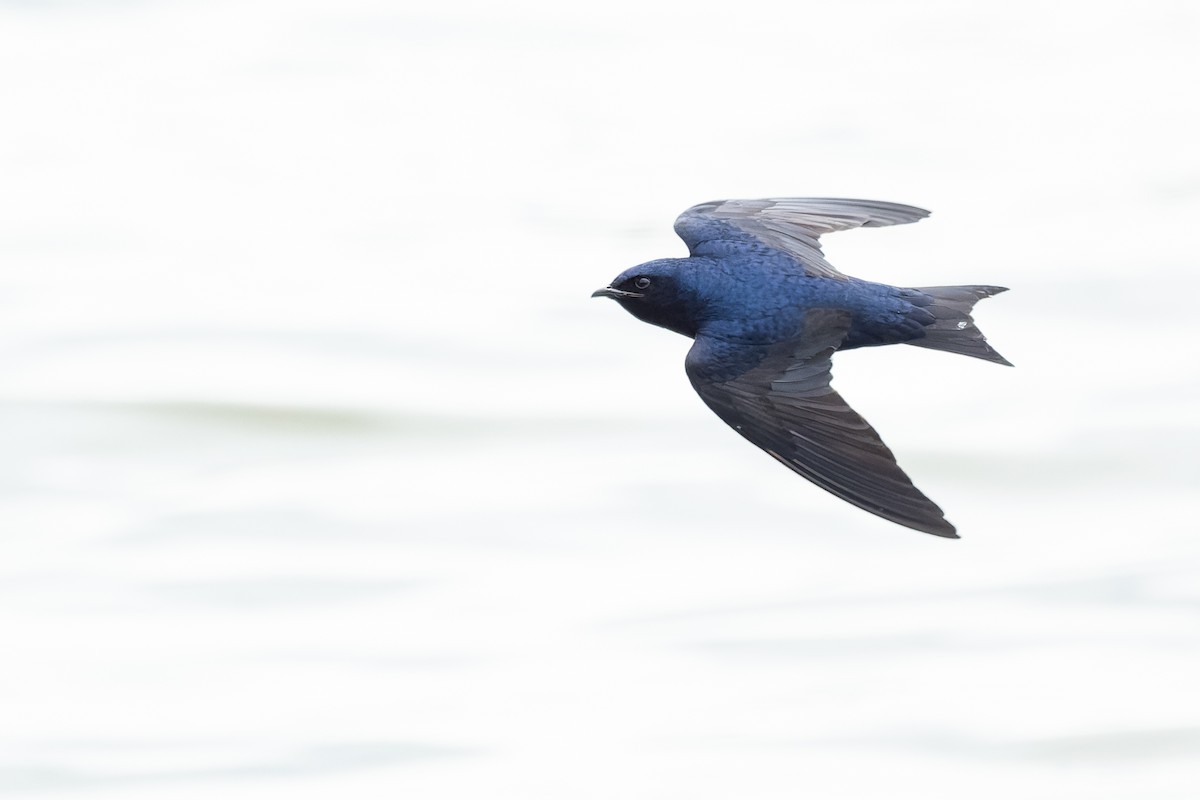 Purple Martin - ML633470896