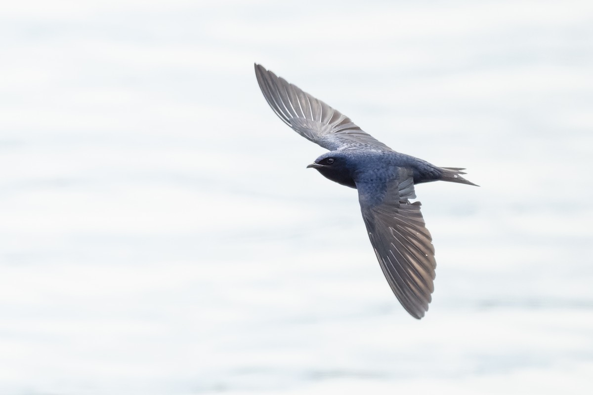 Purple Martin - ML633470898