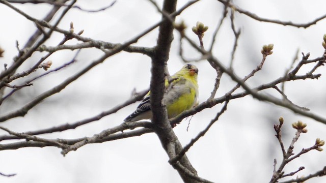 American Goldfinch - ML633471038