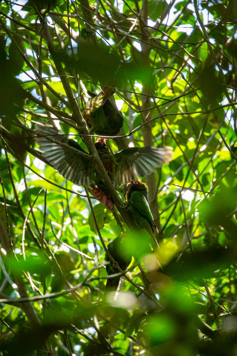 Rose-headed Parakeet - ML633471195
