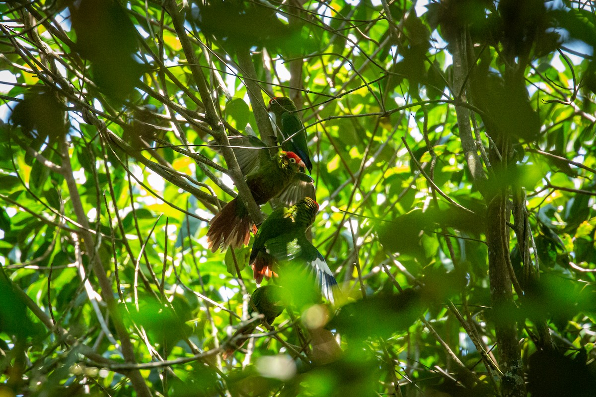 Rose-headed Parakeet - ML633471196