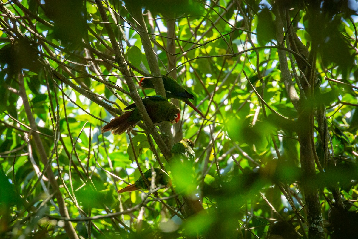 Rose-headed Parakeet - ML633471197