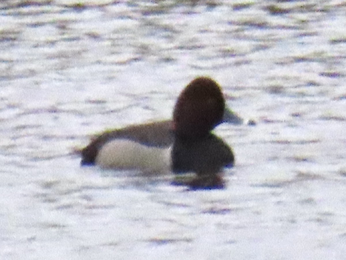 Redhead x Ring-necked Duck (hybrid) - ML633471221