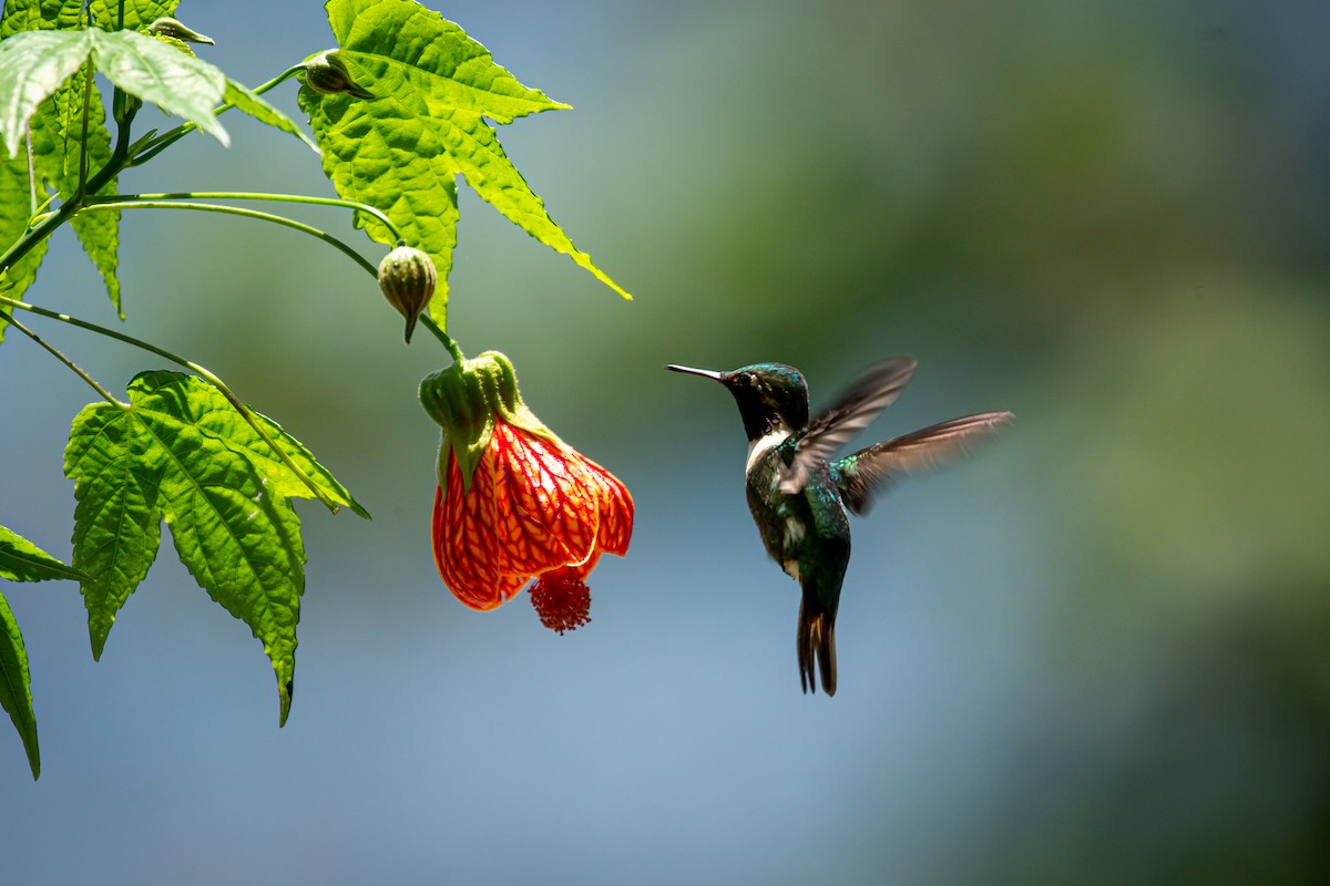 Rufous-shafted Woodstar - ML633471252