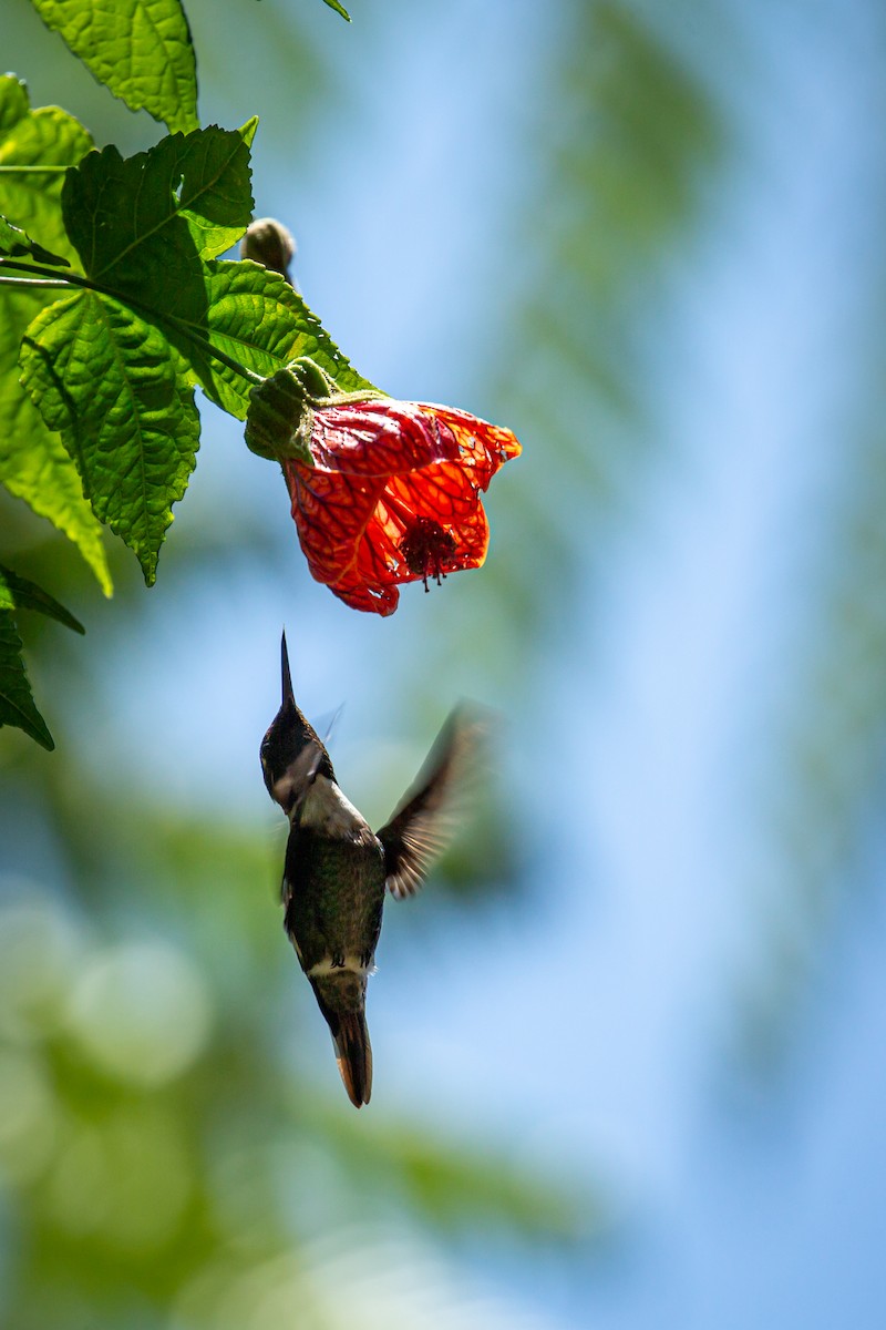 Rufous-shafted Woodstar - ML633471253
