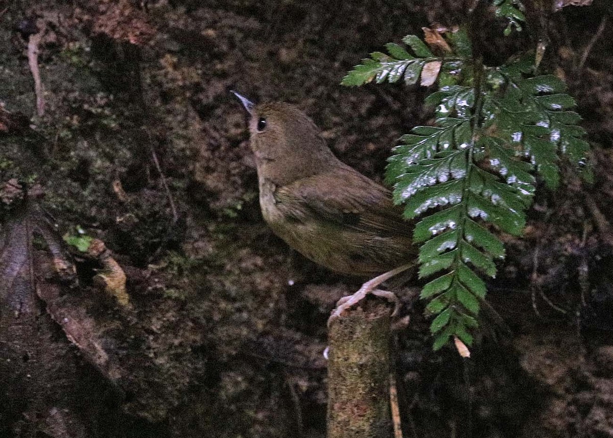 Atherton Scrubwren - ML633471283
