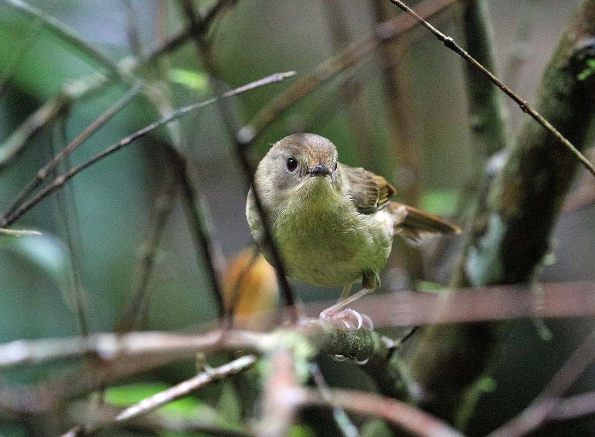Atherton Scrubwren - ML633471292