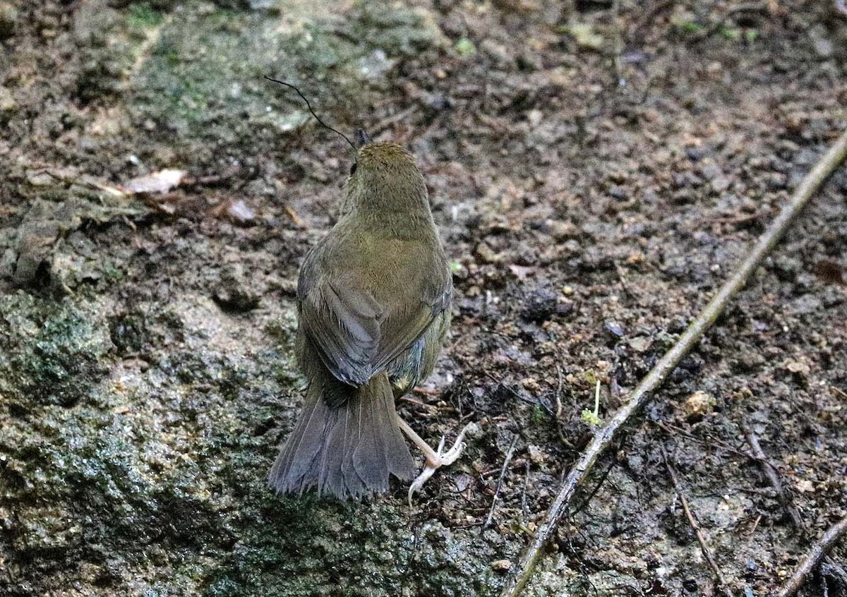 Atherton Scrubwren - ML633471295