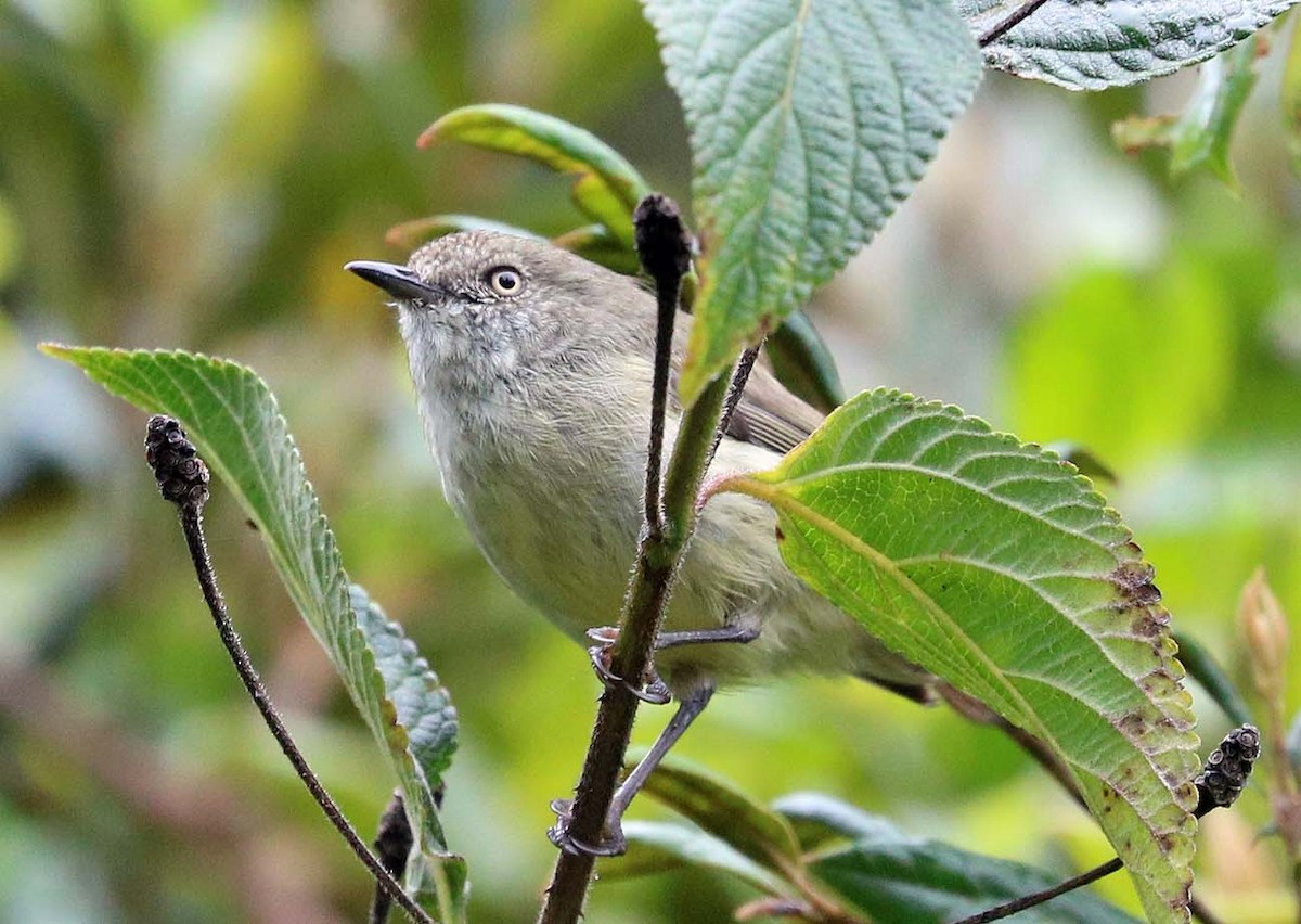 Mountain Thornbill - ML633471432