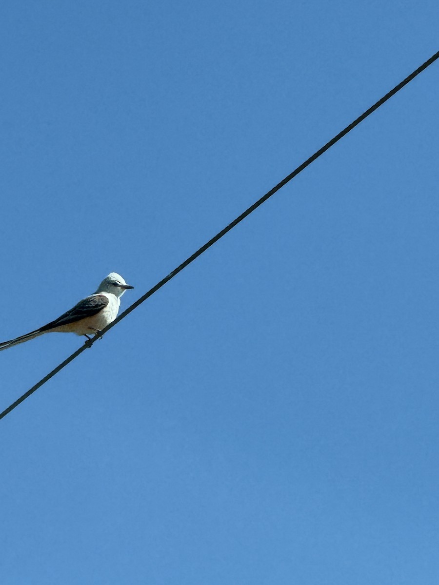 Scissor-tailed Flycatcher - ML633471489