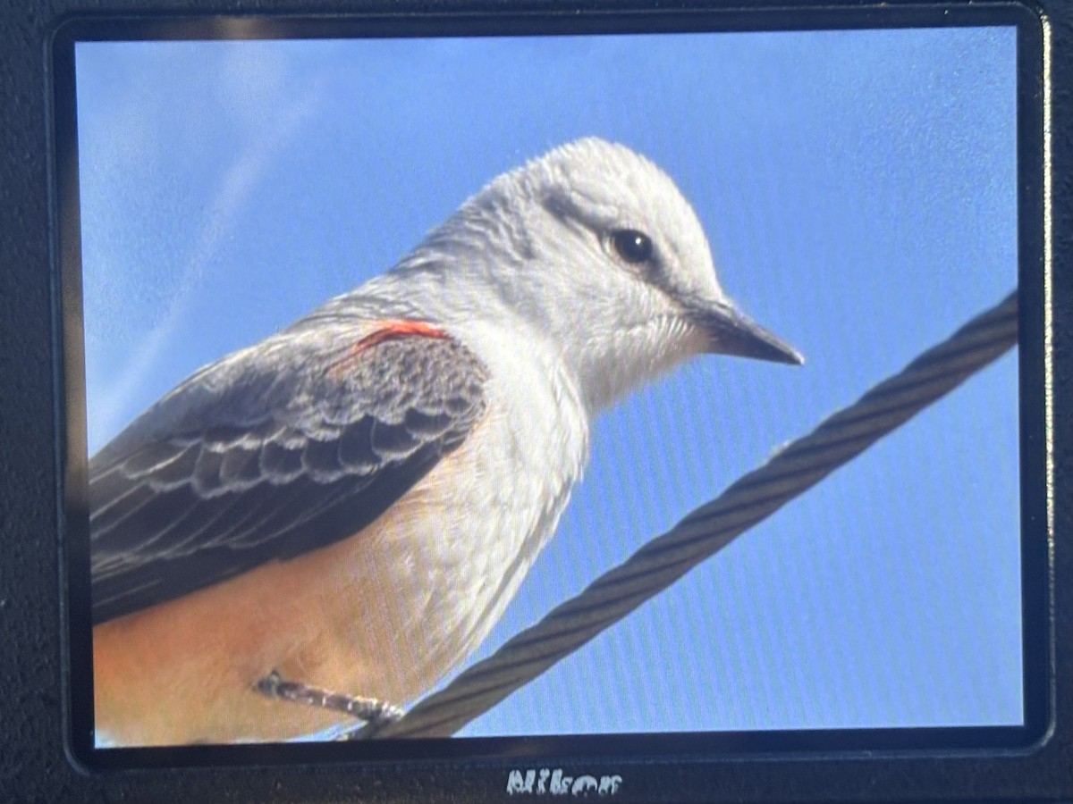 Scissor-tailed Flycatcher - ML633471490