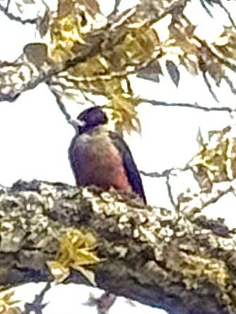 Lewis's Woodpecker - ML633471683