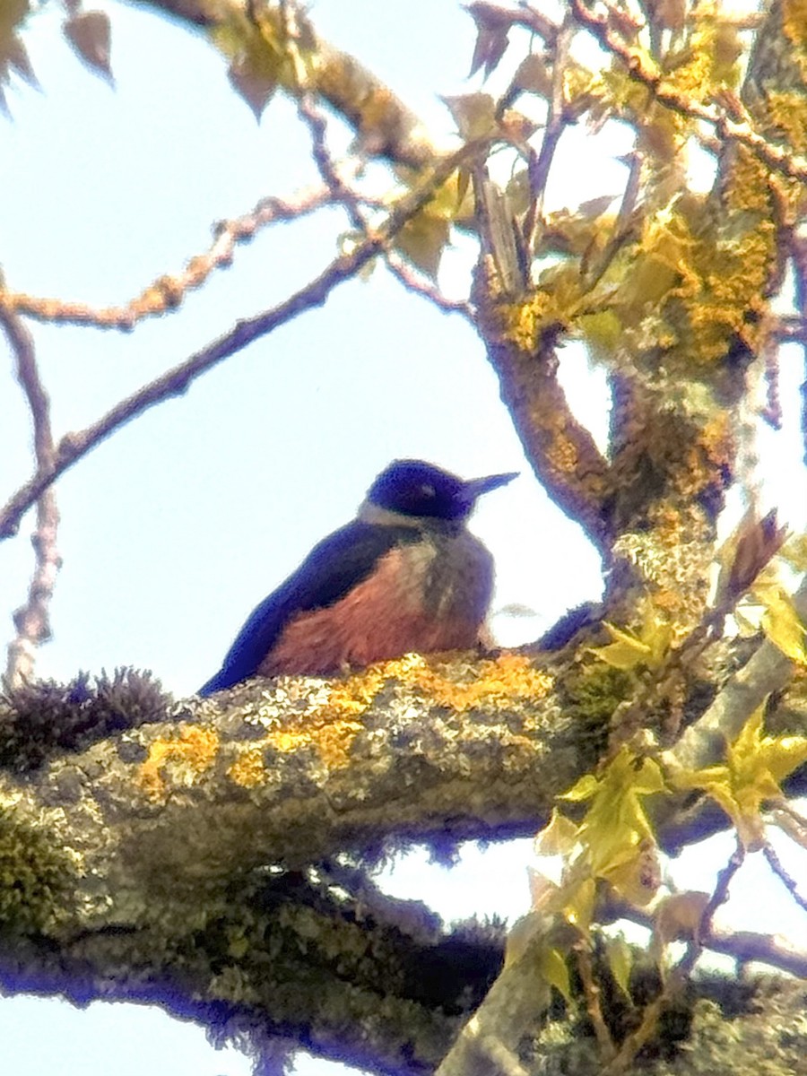 Lewis's Woodpecker - ML633471684