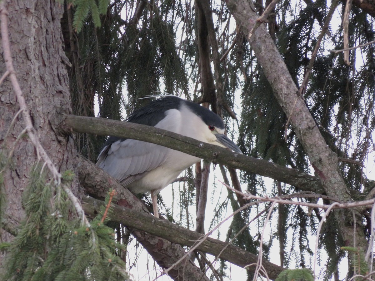 Black-crowned Night Heron - ML633471872