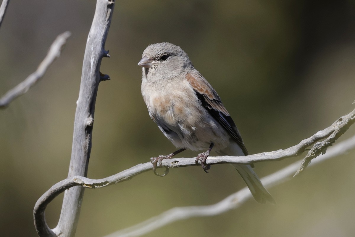 Yemen Linnet - ML633472088