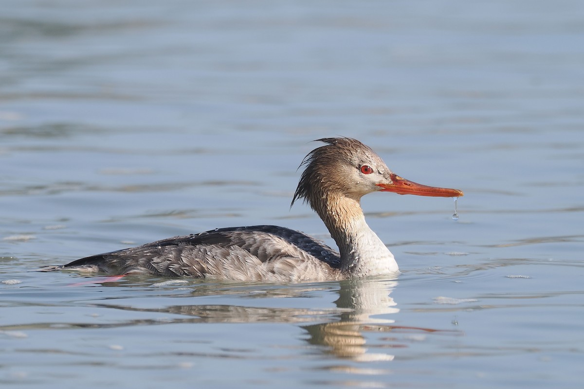Сэвгэр бохио - ML633472110