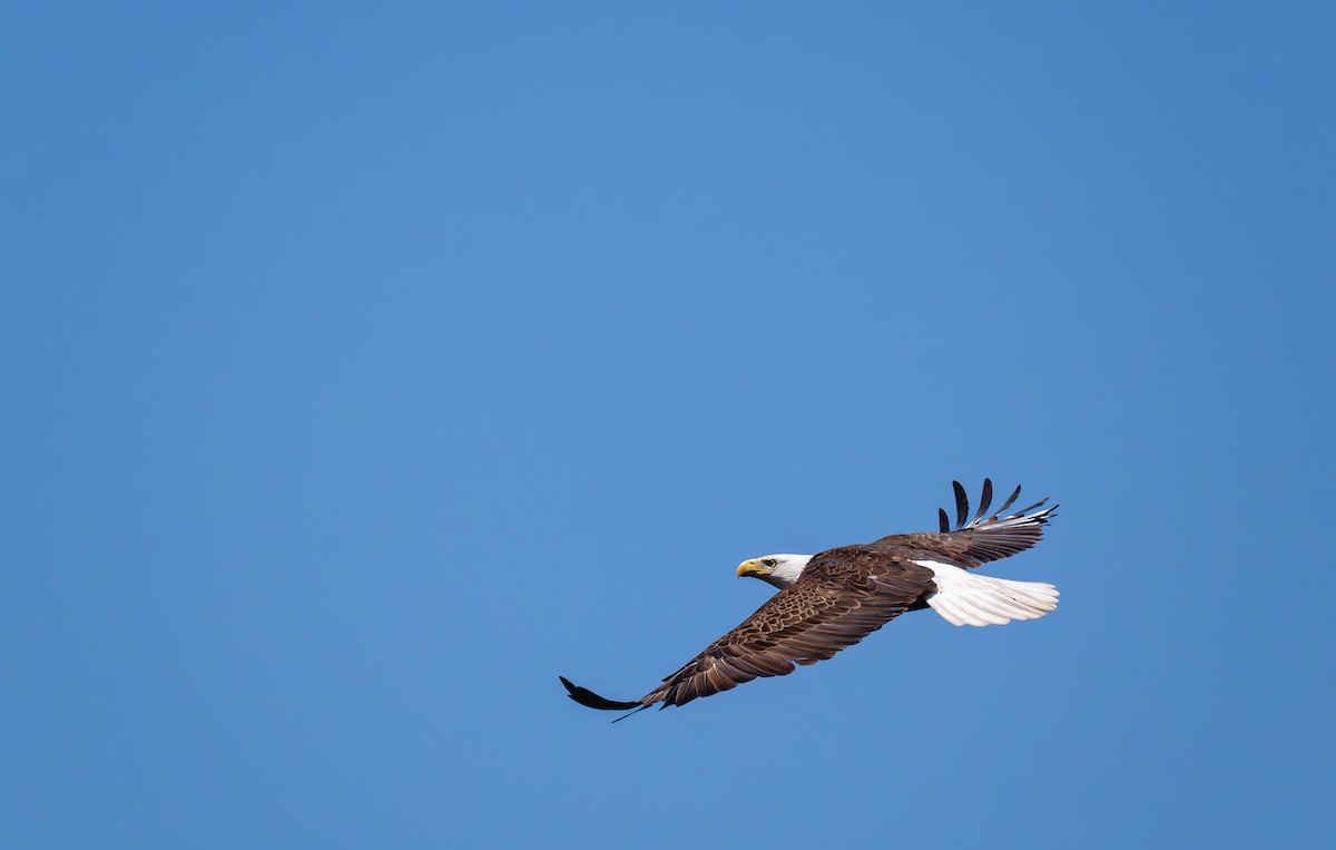 Weißkopf-Seeadler - ML633472127