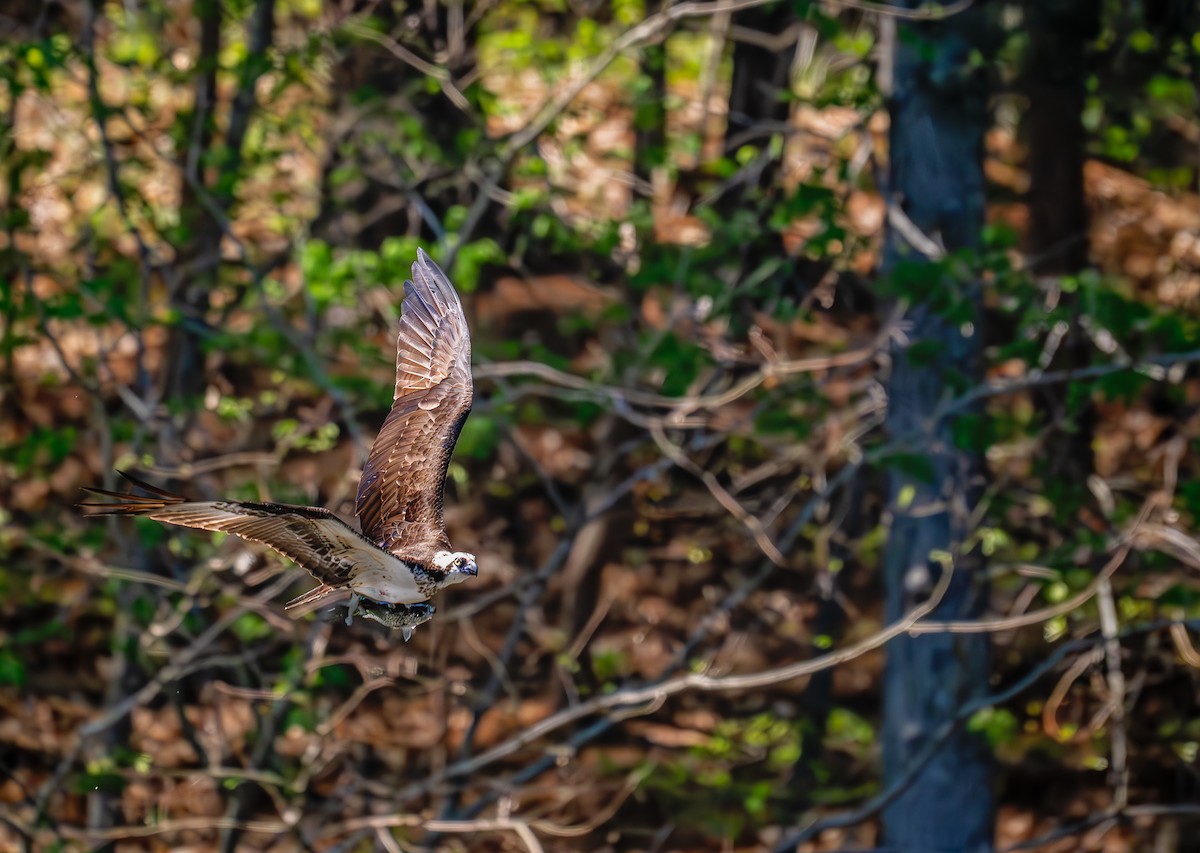 Fischadler (carolinensis) - ML633472132