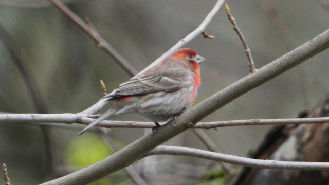 House Finch - ML633472167