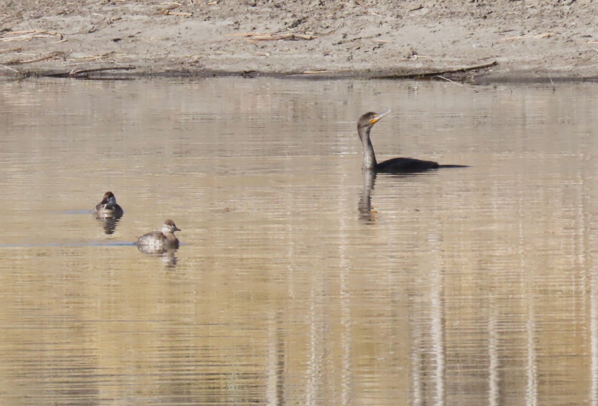 Double-crested Cormorant - ML633472168
