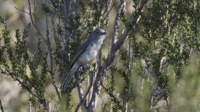 Gray Vireo - ML633472193