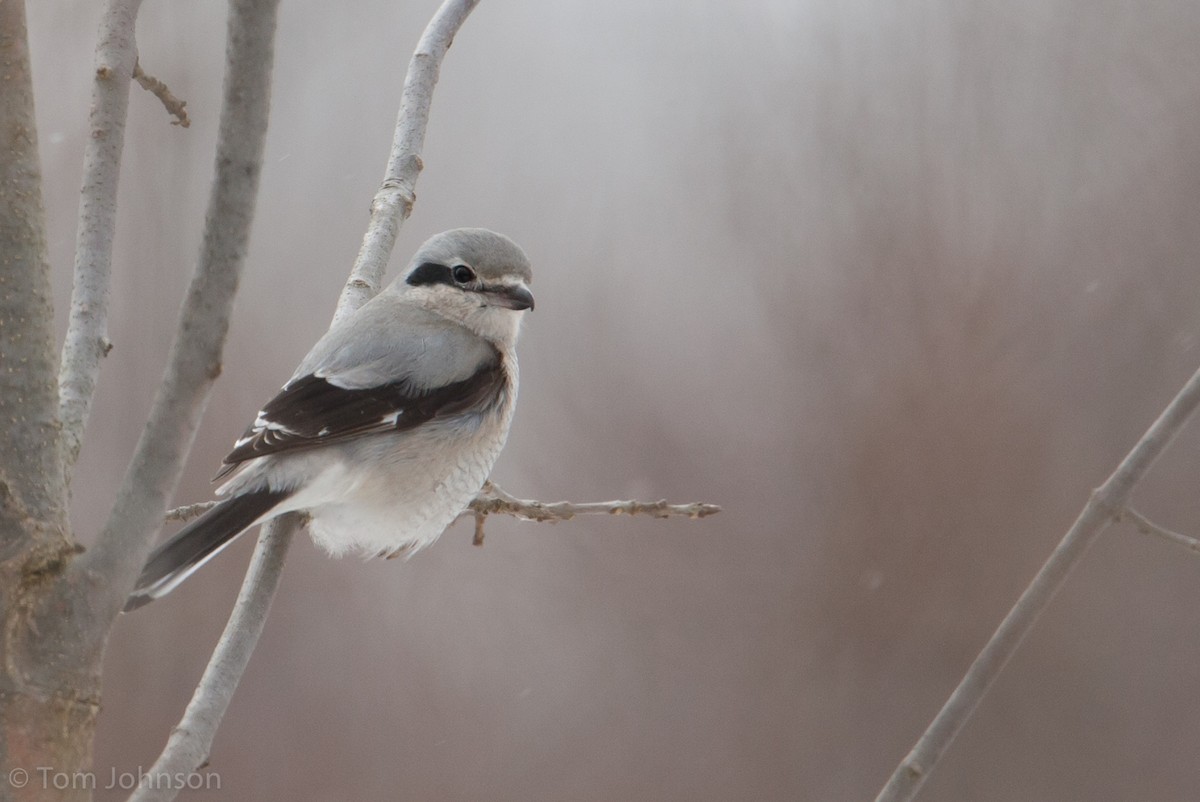 Northern Shrike - ML63347221