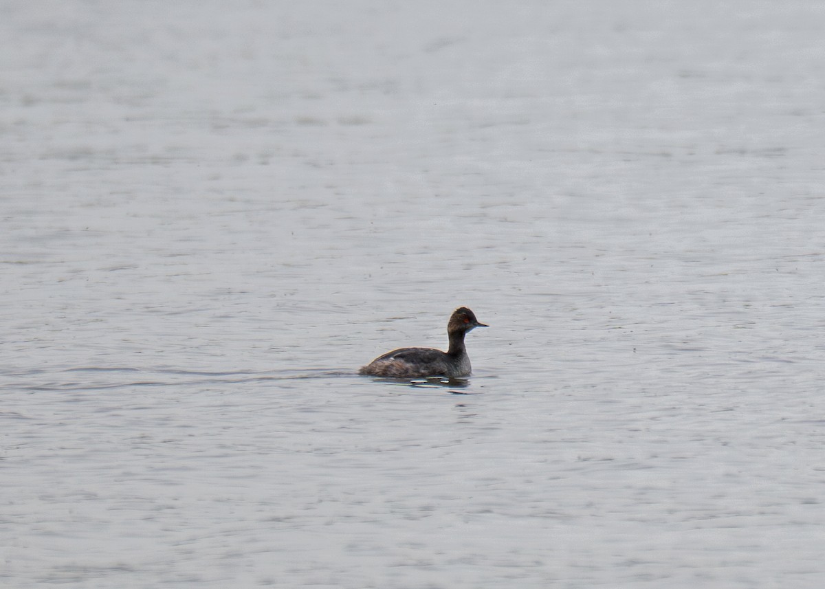 Eared Grebe - ML633472539