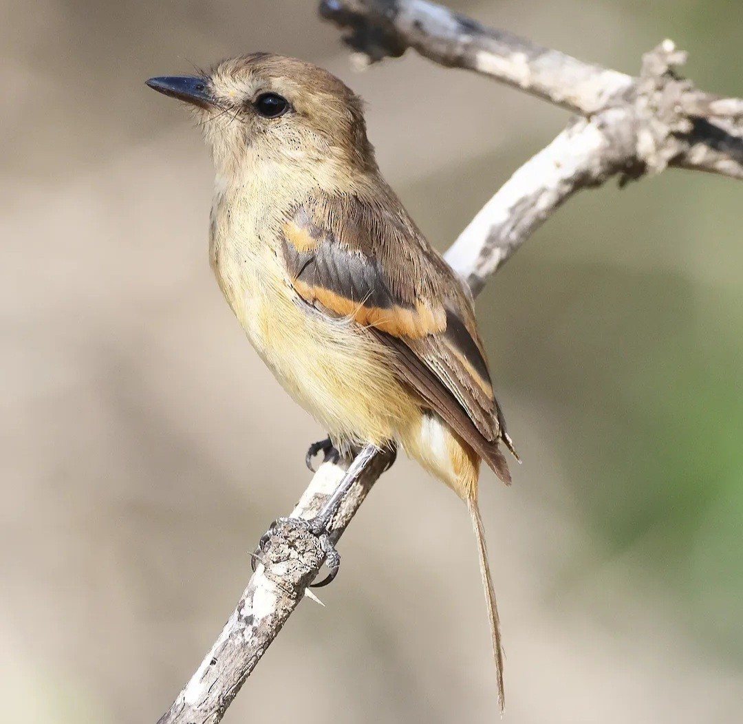 Rufescent Flycatcher - ML633472609