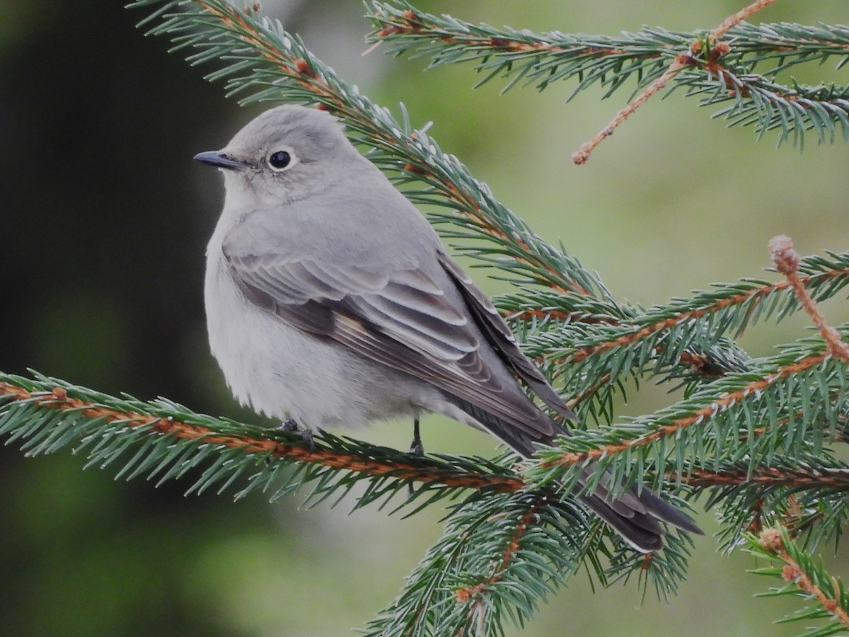 Townsend's Solitaire - ML633472647