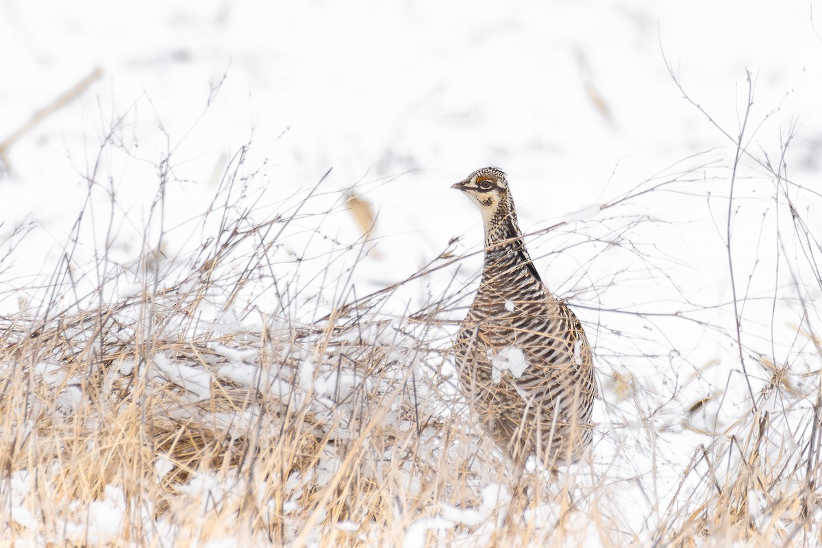 Greater Prairie-Chicken - ML633472697