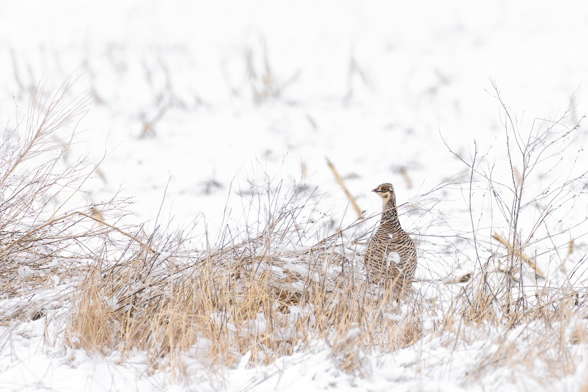 Greater Prairie-Chicken - ML633472702