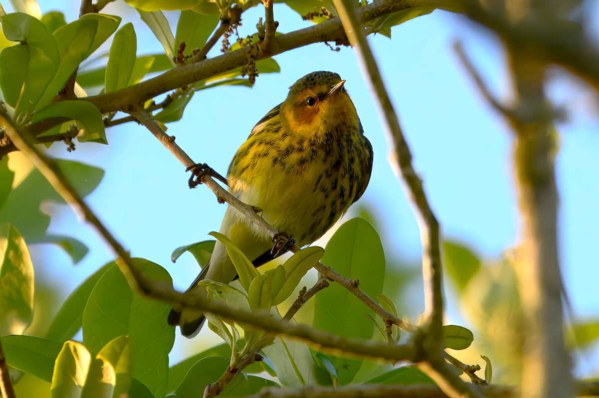 Cape May Warbler - ML633472823