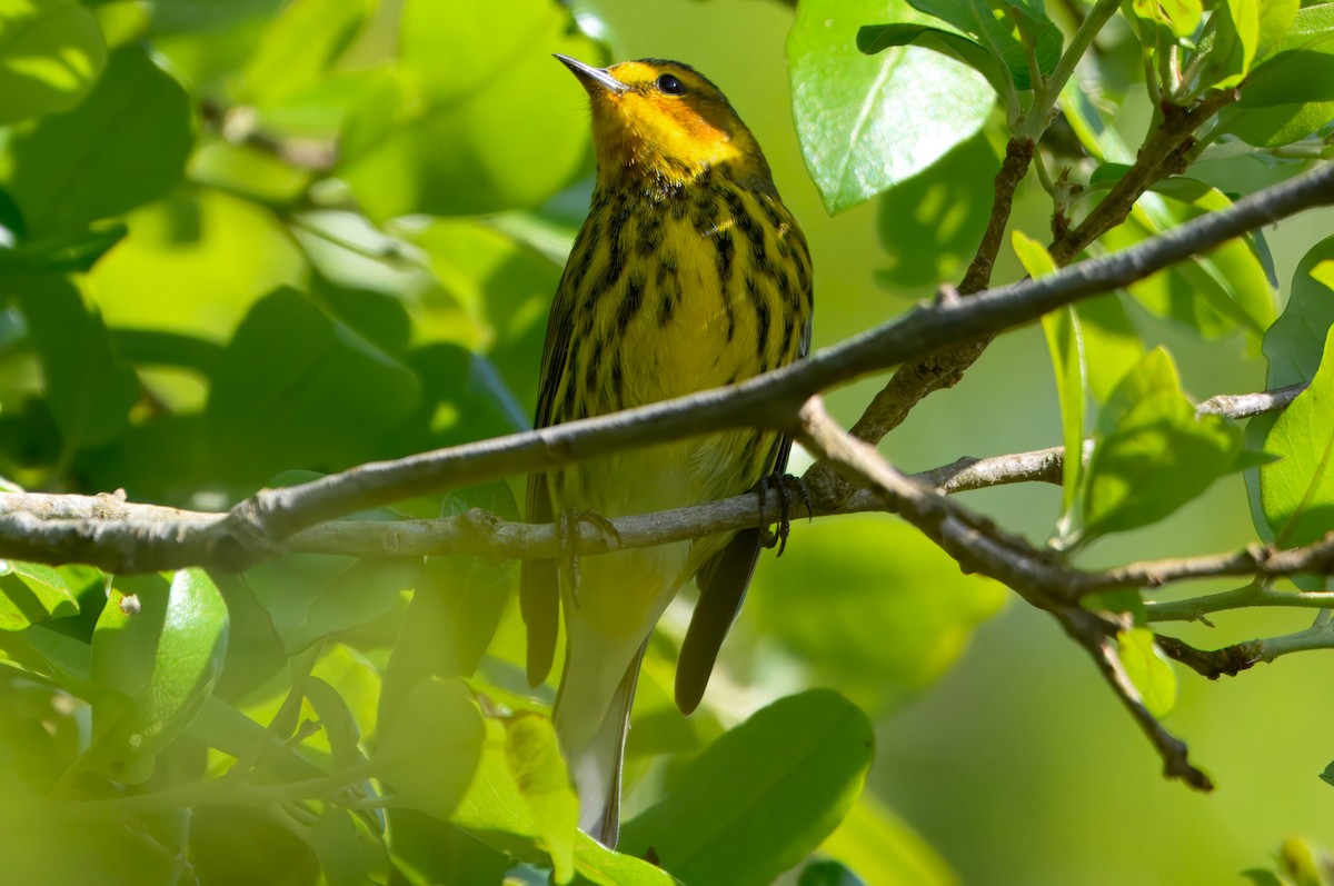 Cape May Warbler - ML633472847
