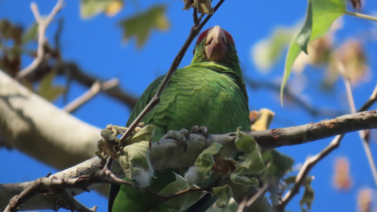 Lilac-crowned Amazon - Shirley Reynolds