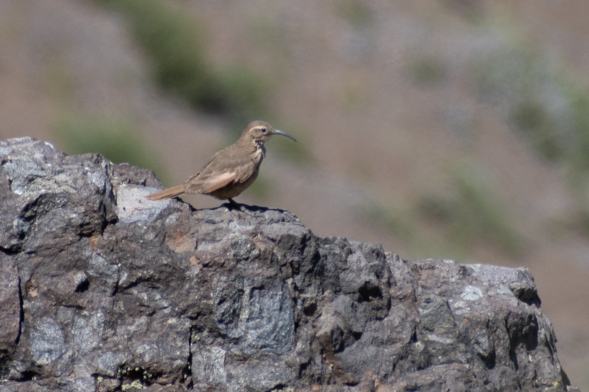 Bandurrita (Upucerthia) sp. - ML633472974