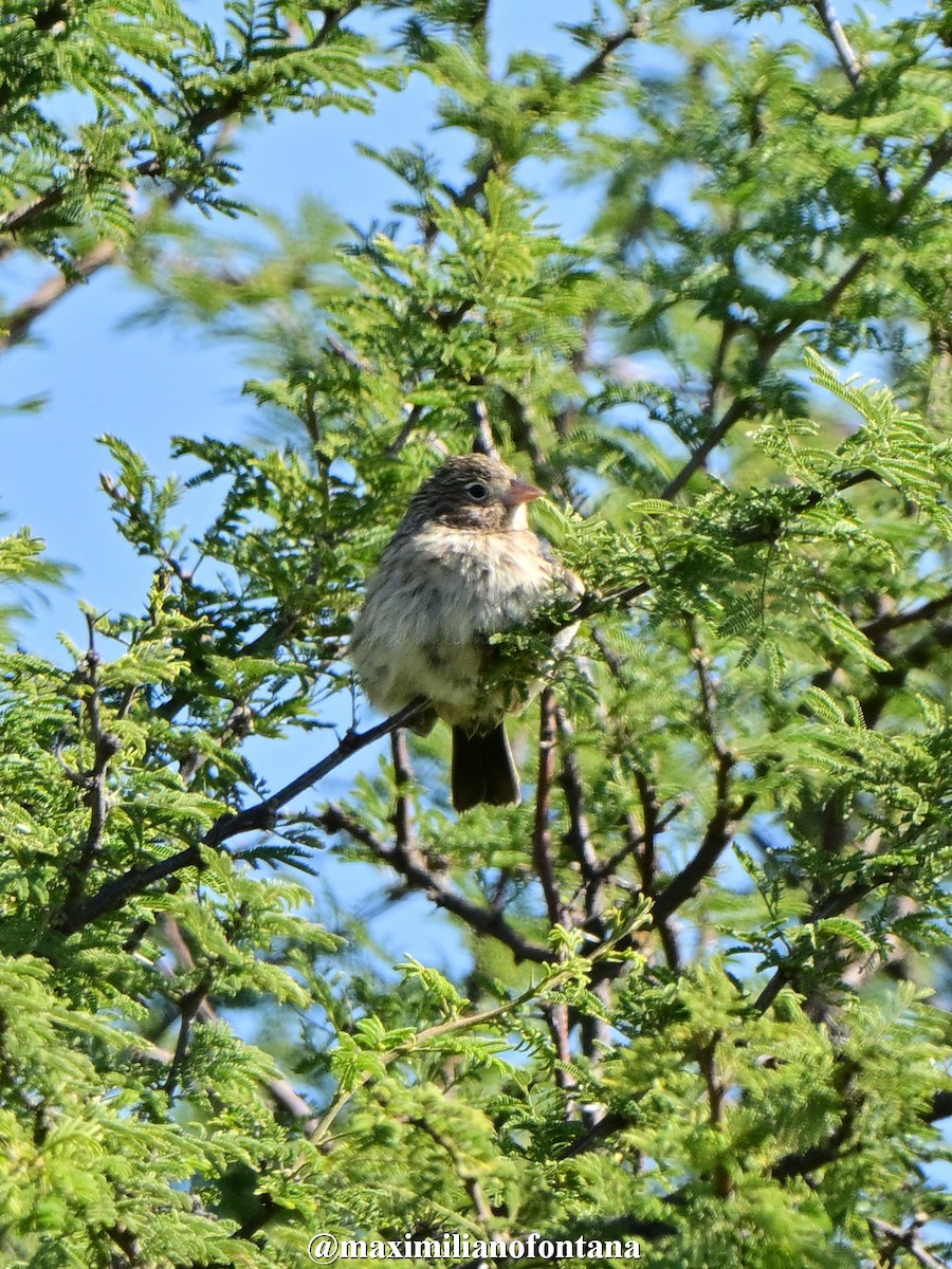 Carbonated Sierra Finch - ML633472984