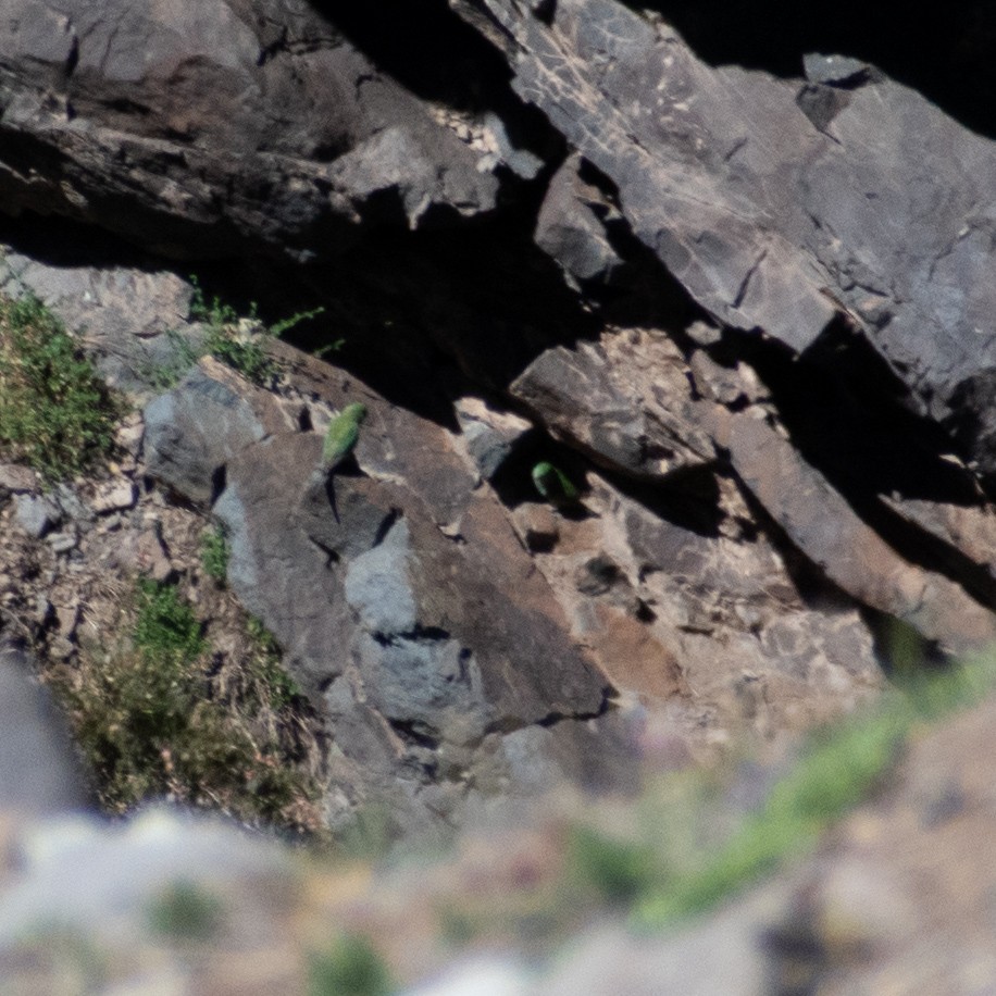Mountain Parakeet - ML633472986