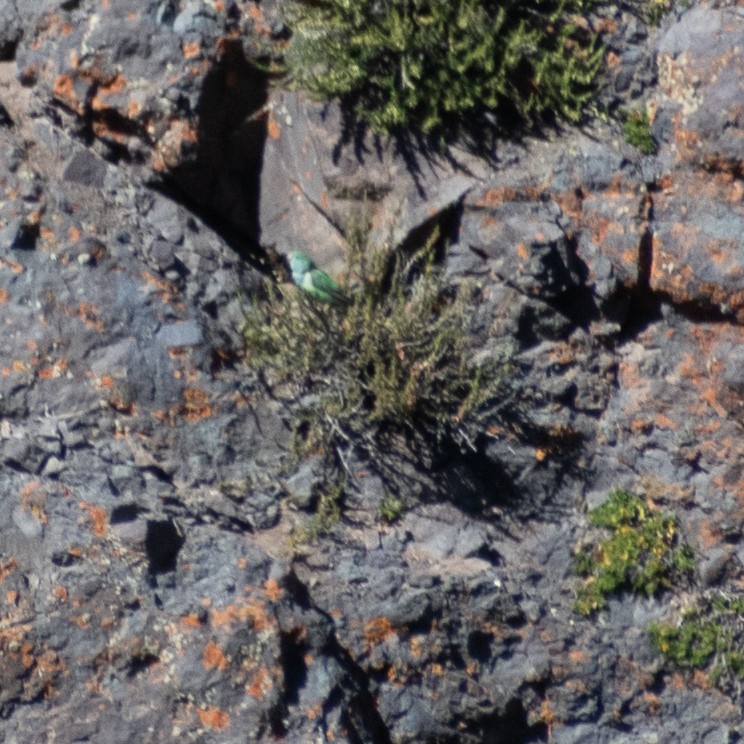 Mountain Parakeet - ML633472987