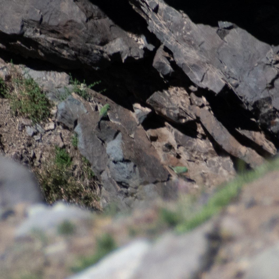 Mountain Parakeet - ML633472988