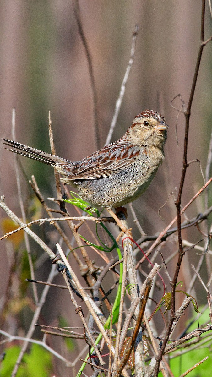 Bachman's Sparrow - ML633473069