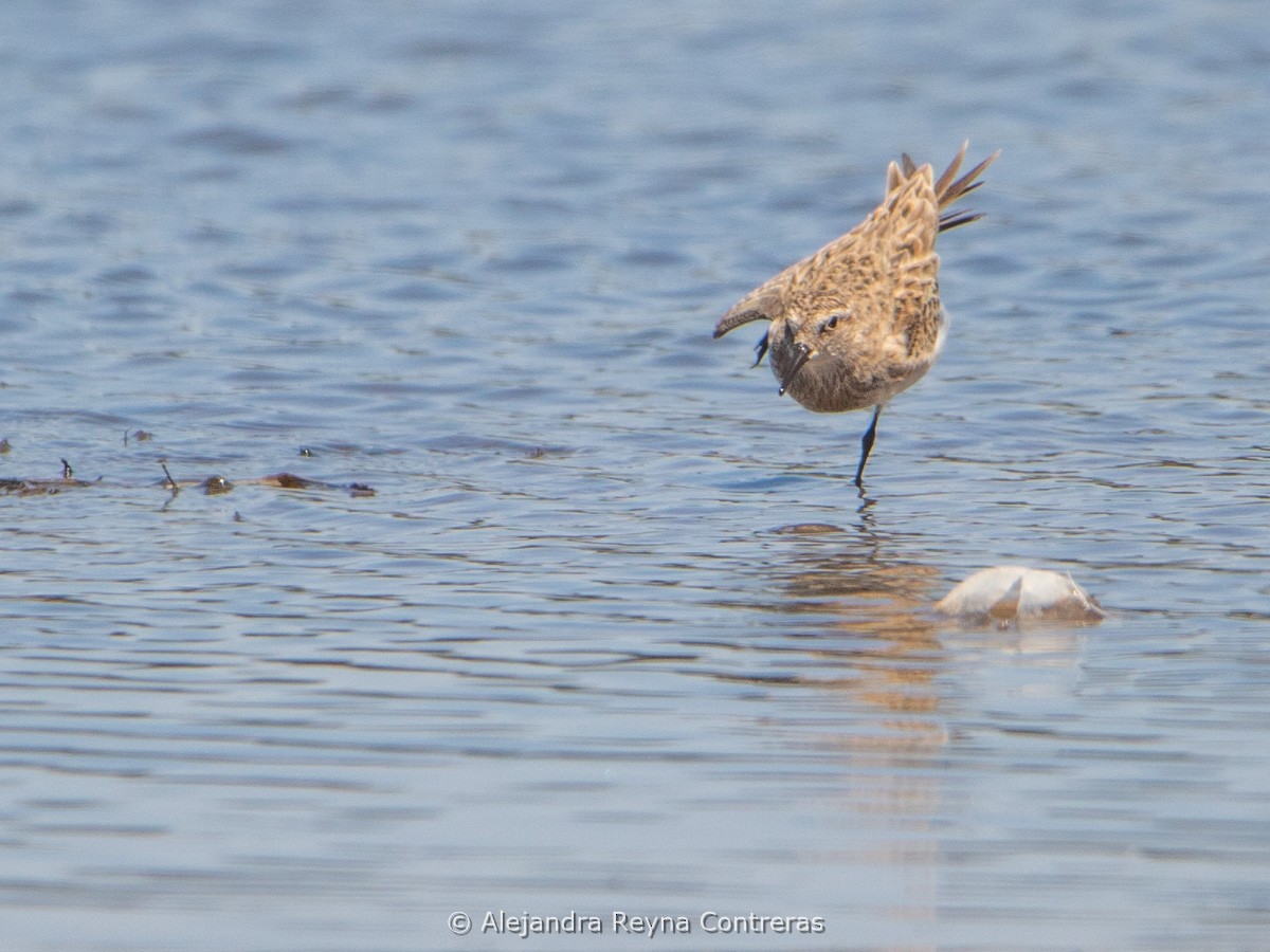 Baird's Sandpiper - Alejandra Reyna Contreras