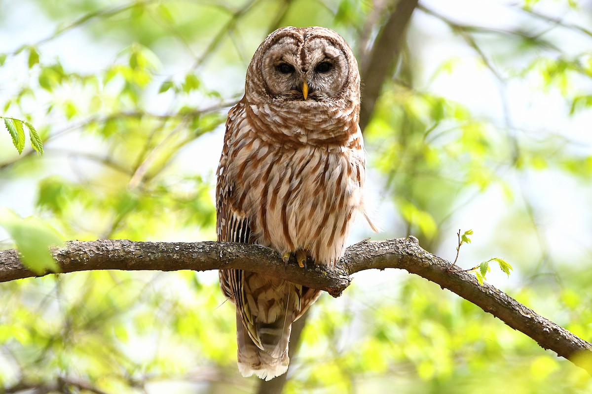 Streifenkauz - ML633473501