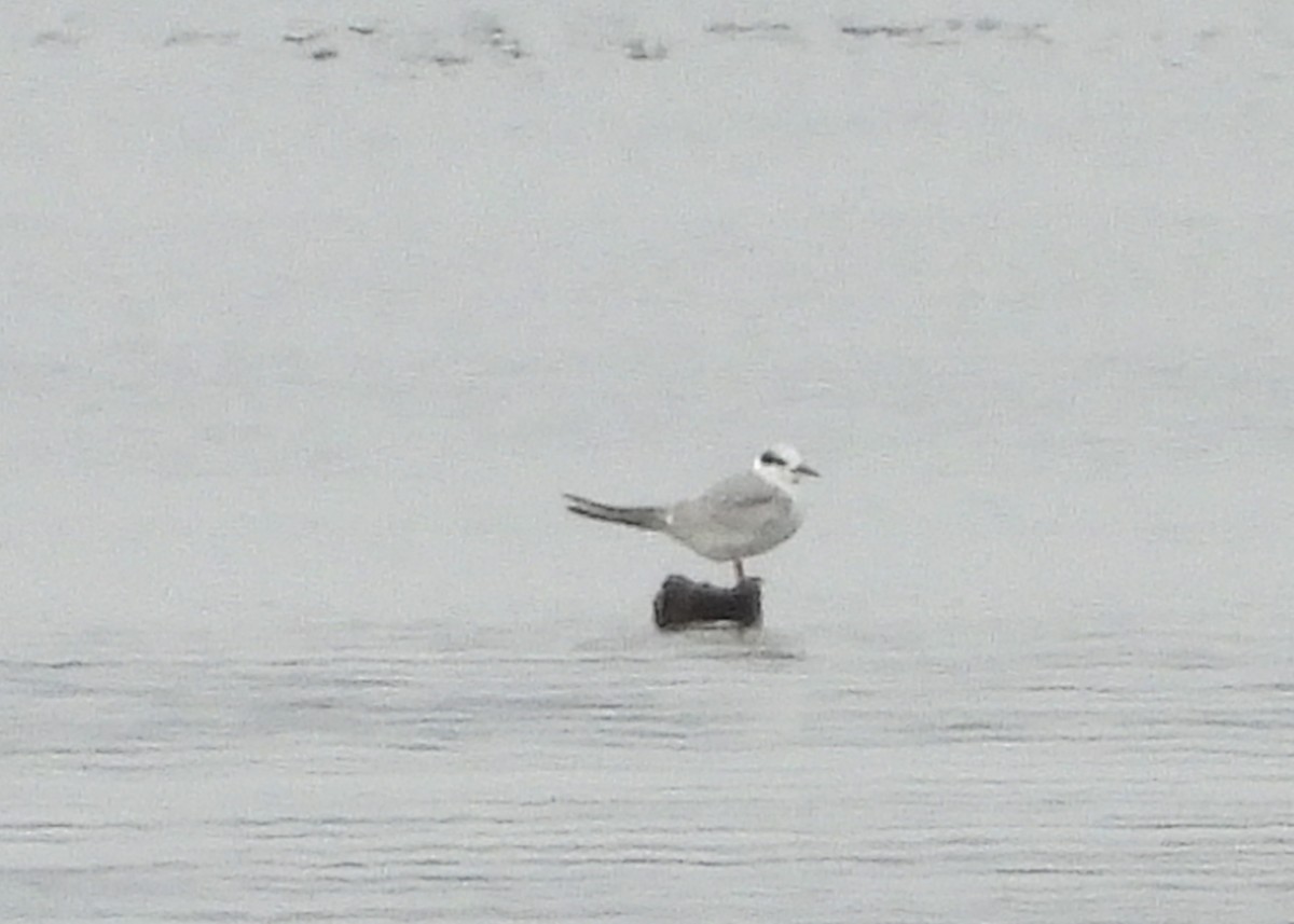 Forster's Tern - ML633473552
