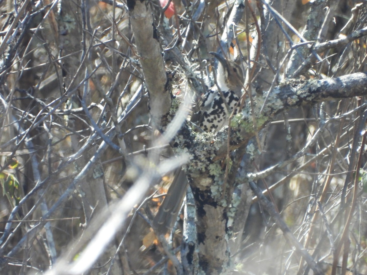 Ocellated Thrasher - ML633473569