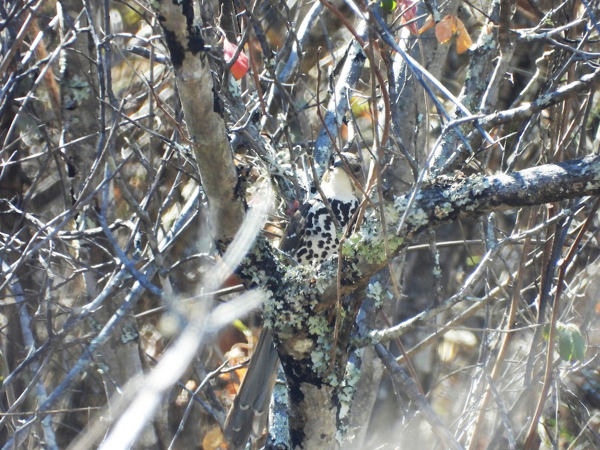 Ocellated Thrasher - ML633473570