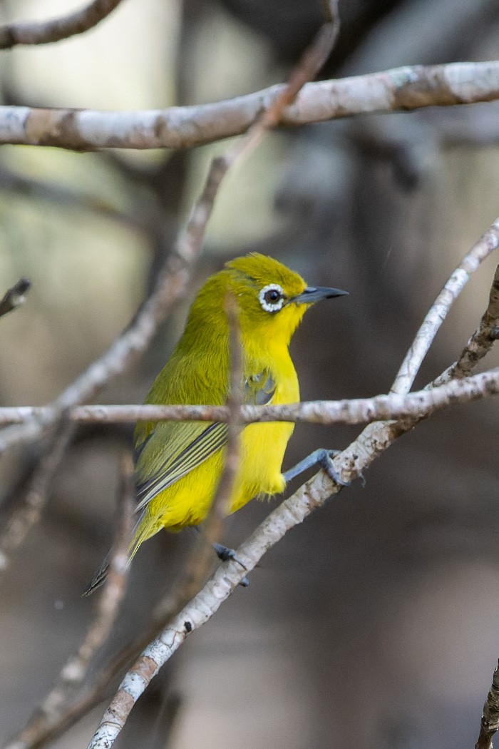 Australian Yellow White-eye - ML633473588